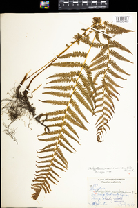 Thelypteris noveboracensis image