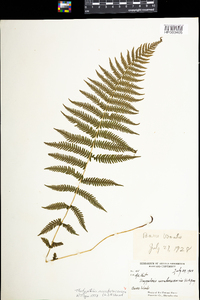 Thelypteris noveboracensis image