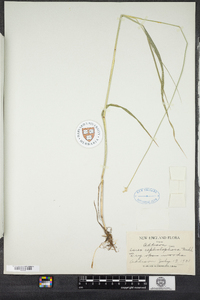 Carex cephalophora image