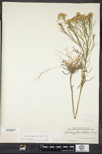 Euthamia caroliniana image