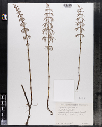 Equisetum sylvaticum image