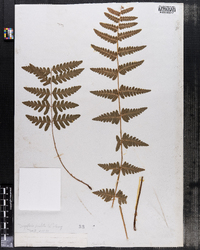 Dryopteris cristata image