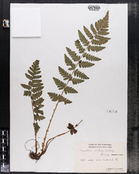 Dryopteris cristata image