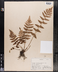 Dryopteris cristata image