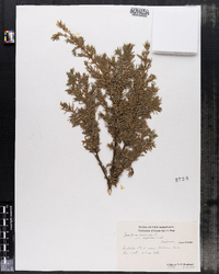 Juniperus communis var. depressa image