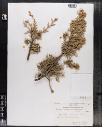 Image of Juniperus osteosperma