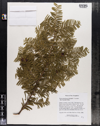 Taxus canadensis image