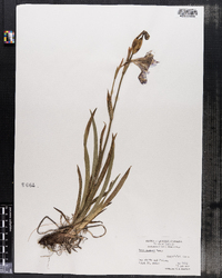 Iris setosa var. canadensis image