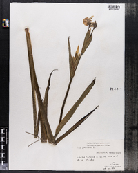 Iris pseudacorus image