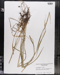 Carex amphibola image