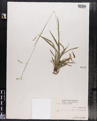 Carex arctata image