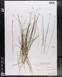 Carex pauciflora image