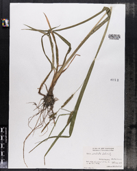 Carex scabrata image