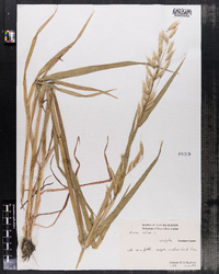 Avena sativa image