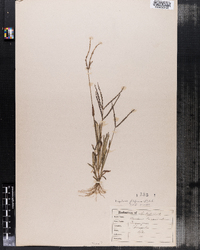 Digitaria sanguinalis image