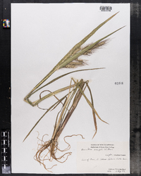 Echinochloa crusgalli image