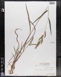 Echinochloa crusgalli image