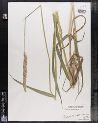 Phalaris arundinacea image