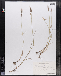 Poa compressa image