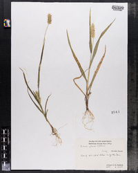 Setaria pumila ssp. pumila image