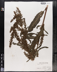 Rumex crispus image