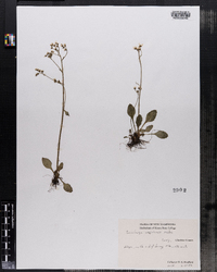 Saxifraga virginiensis image