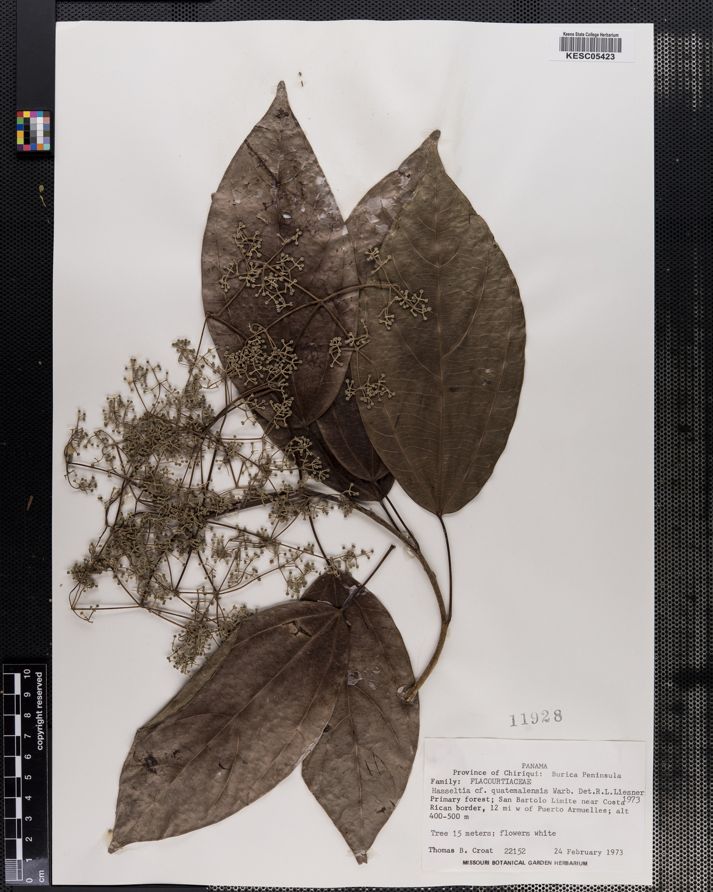 Hasseltia guatemalensis image