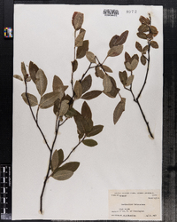 Amelanchier bartramiana image