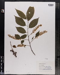 Prunus serotina image