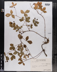 Rubus hispidus image