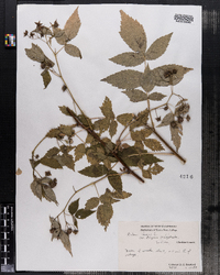 Rubus idaeus image