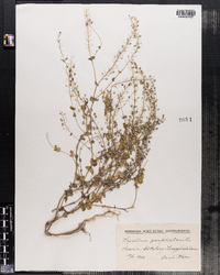 Image of Lepidium perfoliatum