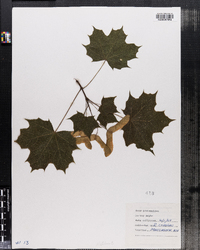 Acer platanoides image