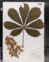 Aesculus hippocastanum image