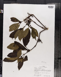 Image of Psychotria cooperi