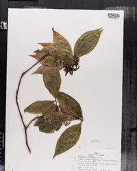 Image of Psychotria suerrensis