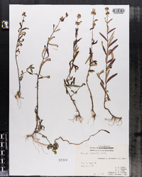 Stachys hyssopifolia image