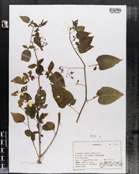 Solanum dulcamara image