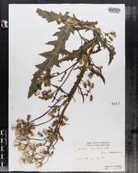 Erechtites hieraciifolia image