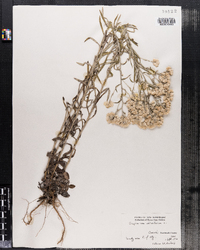 Pseudognaphalium obtusifolium ssp. obtusifolium image