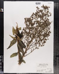 Lactuca canadensis image