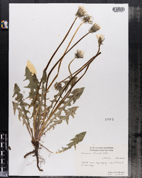 Taraxacum officinale image