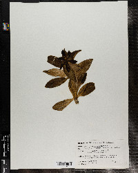 Image of Fritillaria camschatcensis