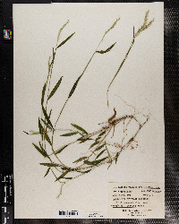 Microstegium vimineum image