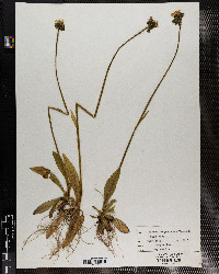 Hieracium caespitosum image