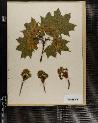 Acer platanoides image