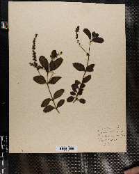 Veronica officinalis image