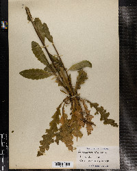 Verbascum blattaria image