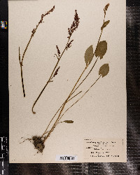 Rumex acetosa image