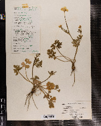 Ranunculus bulbosus image